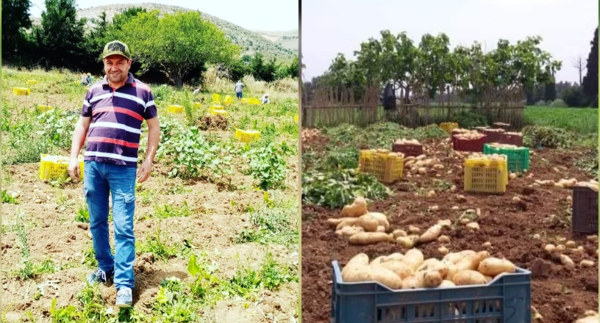 ازمة البطاطا تتفاقم في بنزرت.. وعضو النقابة الجهوية للفلاحين يدق ناقوس الخطر